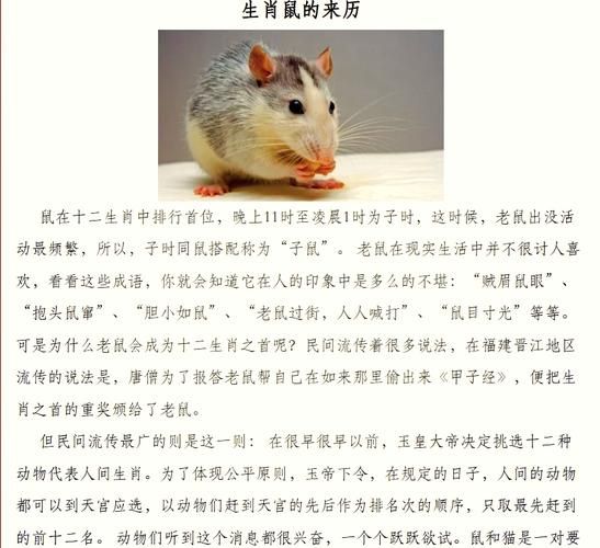 生肖属相鼠（生肖属相鼠的来历和象征意义）
