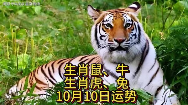 生肖属相直播（生肖直播真的能赚钱吗？）