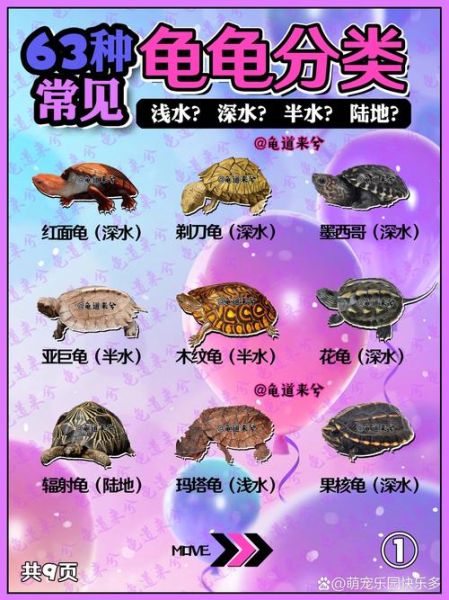 龟属什么生肖属相（龟属什么生肖？新手必看生肖归属答案）