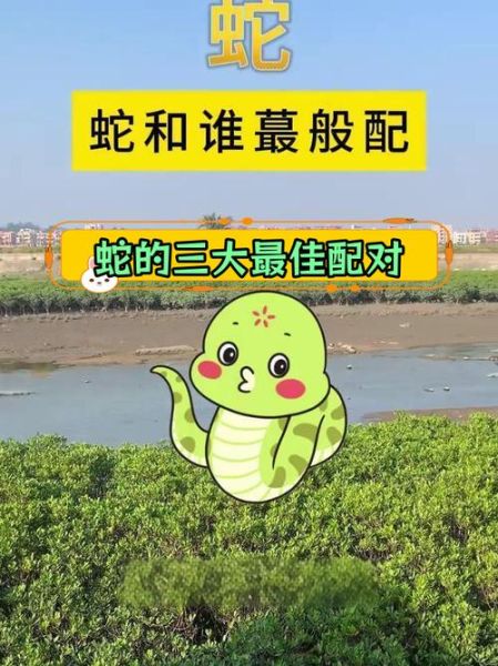 生肖蛇和哪些属相（生肖蛇最配和相冲的生肖有哪些）