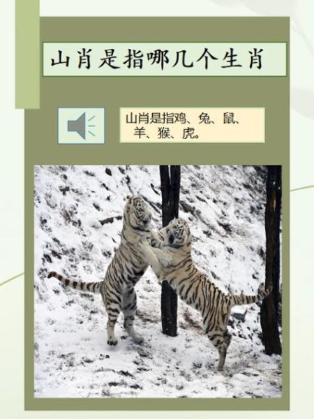 赵晋属相是哪个生肖