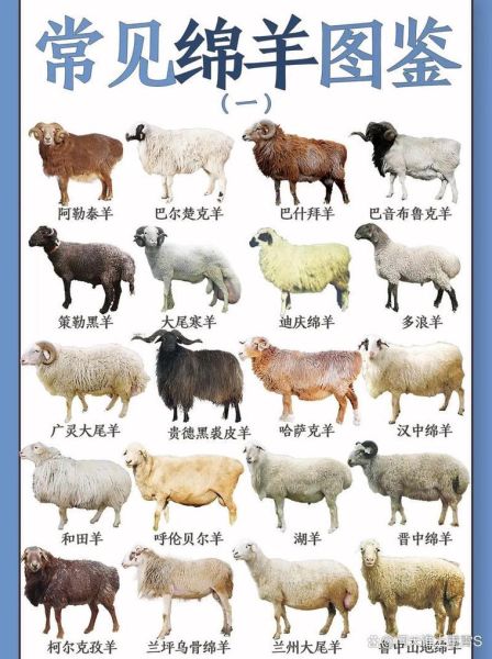 羊的生肖属相（羊的生肖是哪一年）