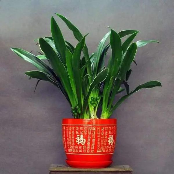 绿色属相是什么生肖（绿色属相是什么生肖？小白必备入门版）