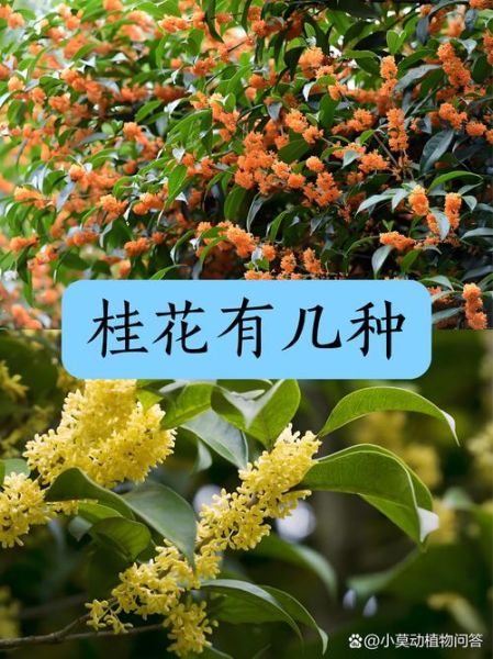 今期生肖找桂花属相（今期生肖找桂花是什么生肖🐭🌼）