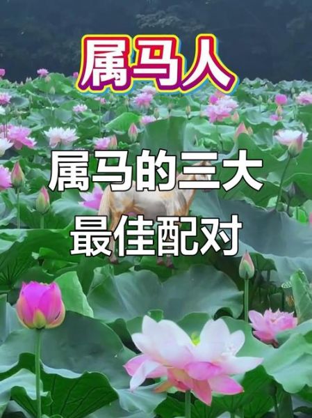 生肖马和各个属相（生肖马和哪些属相最合？）