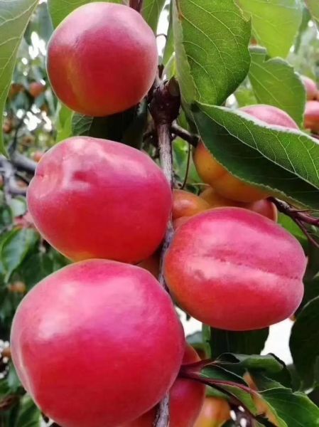 红杏有几个生肖属相（红杏有几个生肖属相？）