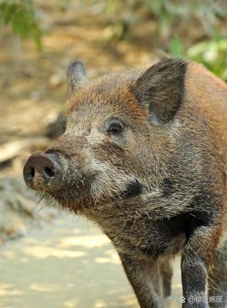 成年野猪属相有哪些生肖（成年野猪属相有哪些生肖🐗）