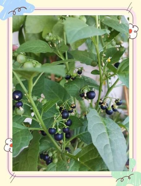 葵是哪个属相的生肖（葵是哪个属相的生肖？揭秘新手最容易搞混的冷门问答💚）