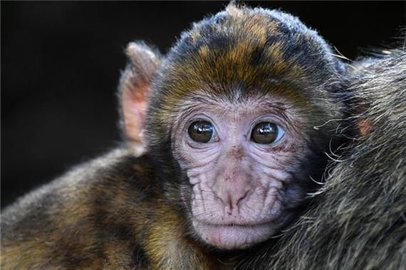 1944年属相是什么生肖呢（1944年属相是什么生肖呀）