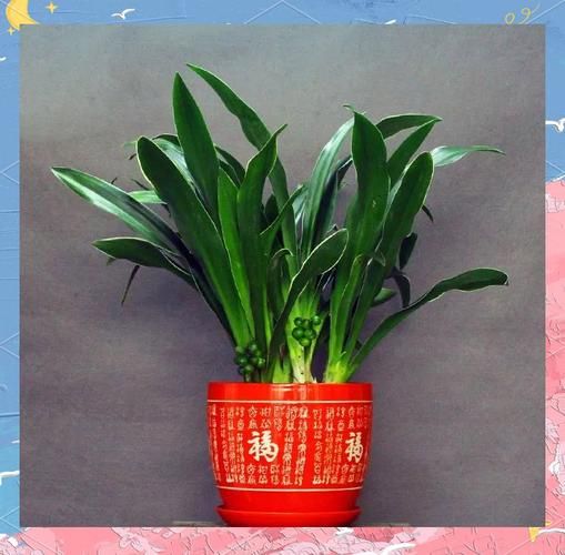 生肖属相的植物(生肖属相开运植物清单🔮)