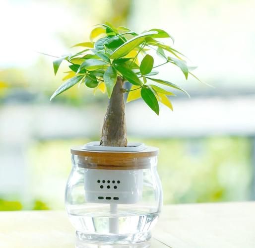 生肖属相的植物(生肖属相开运植物清单🔮)