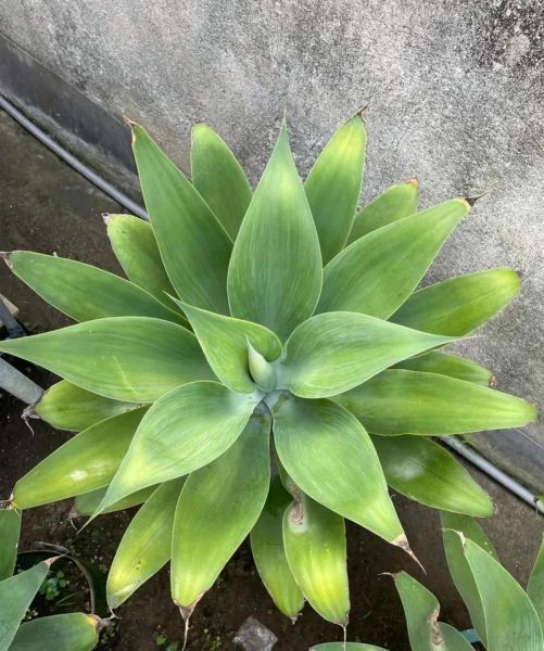 生肖属相花卉绿植（属龙养什么绿植最旺财运🎋）