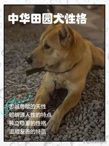 生肖属相土狗（土狗生肖性格分析及运势）