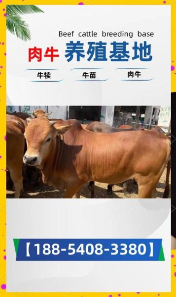 小黄牛什么生肖属相（小黄牛对应什么生肖属相全解析）