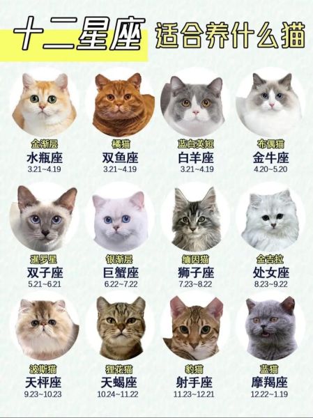 生肖属相星座表格图（生肖属相星座查询表格图全攻略 😺）