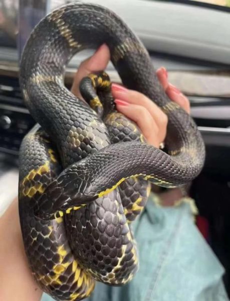 黑蛇属什么生肖属相最好（黑蛇属相的生肖最佳配对是谁？）