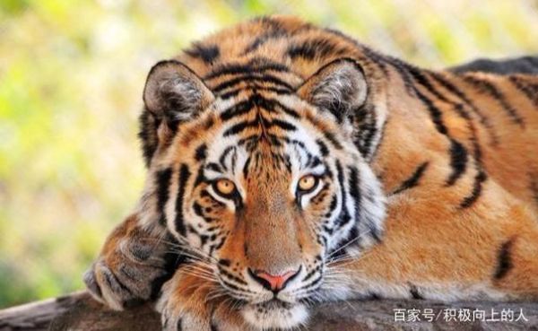 生肖虎属相狮（生肖虎属相狮子座性格好吗）