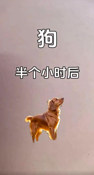 生肖狗到底算不算大属相（生肖狗是大属相吗？真相揭晓🔍）