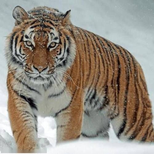 木彪属什么生肖属相（木彪属相到底是什么？新手一看就懂）