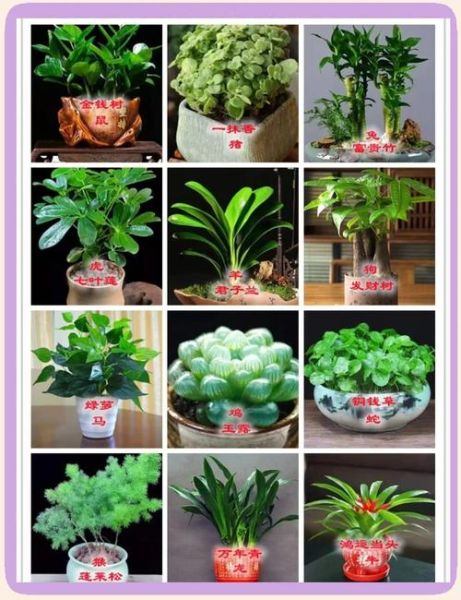 生肖属相绿植配对（生肖属相绿植配对怎么选）