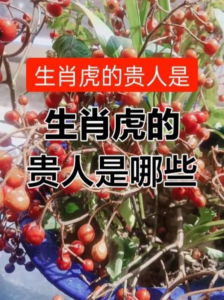 生肖虎 贵人属相（生肖虎贵人属相）