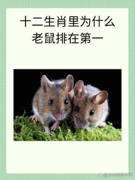 和老鼠合的属相十二生肖（和老鼠最合的三大属相）