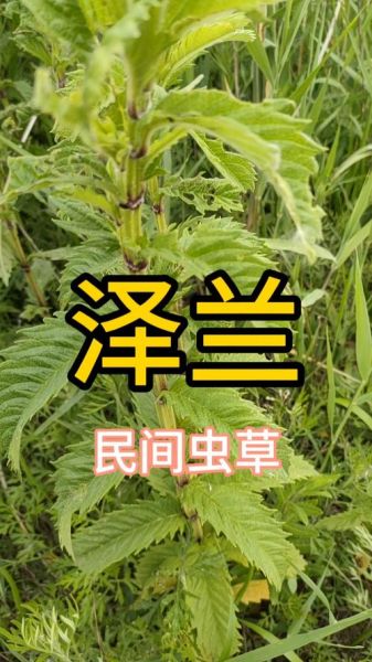 黄泽兰属什么生肖属相（黄泽兰属什么生肖）