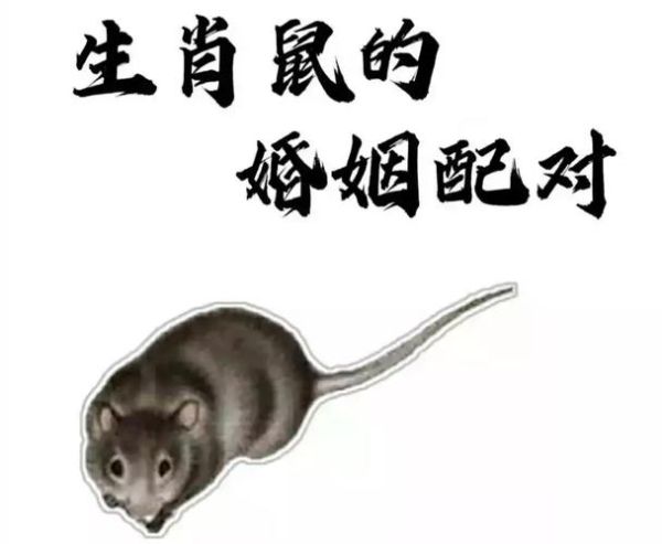 各个生肖的属相配对（属鼠的和什么属相最配？）