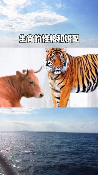 适合做夫妻生肖的属相（属虎和属牛适合做夫妻吗）