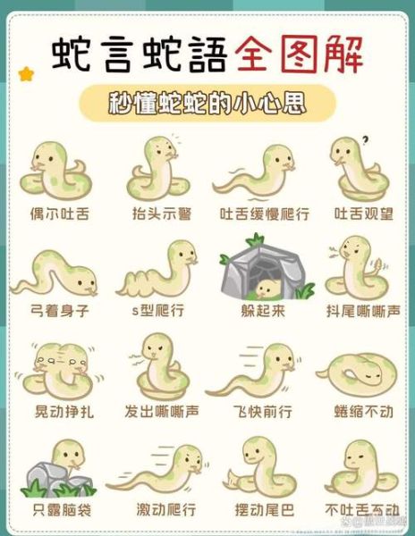 生肖蛇后面的属相（生肖蛇后面是啥生肖？新手秒懂！）