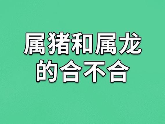 生肖属相搭配大全（生肖龙男猪女真的最配吗）