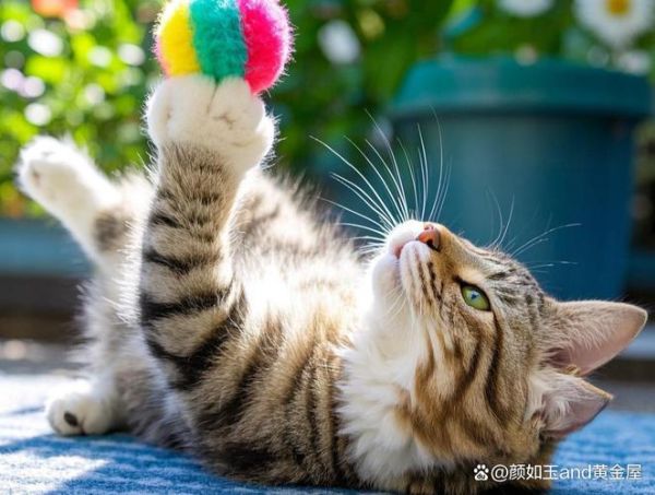 猫和小花的生肖属相（猫和小花属什么生肖？）