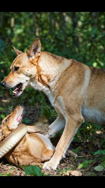 生肖狗属相蛇（生肖狗和蛇在一起合适吗）