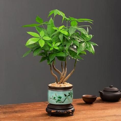 生肖属相吉祥植物（属兔人招财绿植大全）