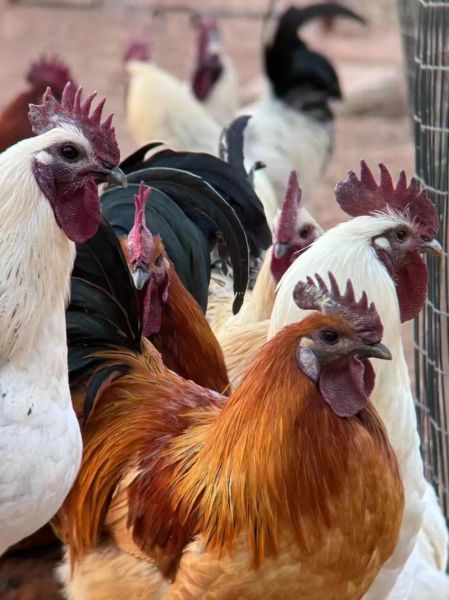 属相土鸡缺什么生肖（土鸡命缺啥生肖补运）