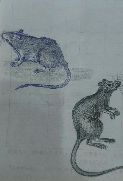 属相生肖素料图片（12生肖手绘素食动物图怎么画）