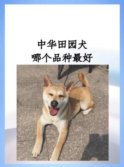 土狗属相是什么生肖配对(土狗是什么生肖最配💞超简单新手指南)