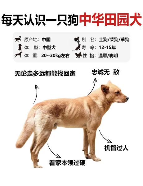 土狗属相是什么生肖配对(土狗是什么生肖最配💞超简单新手指南)