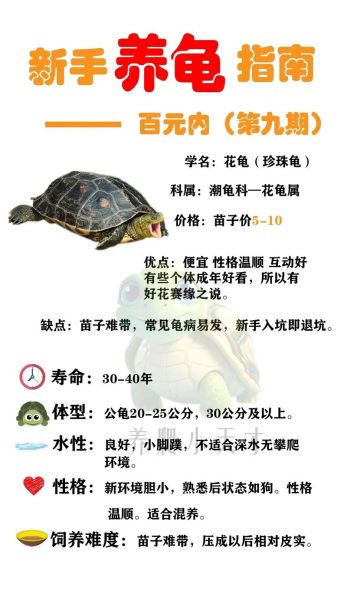 乌龟属于哪种生肖属相（乌龟属于哪个生肖属相）