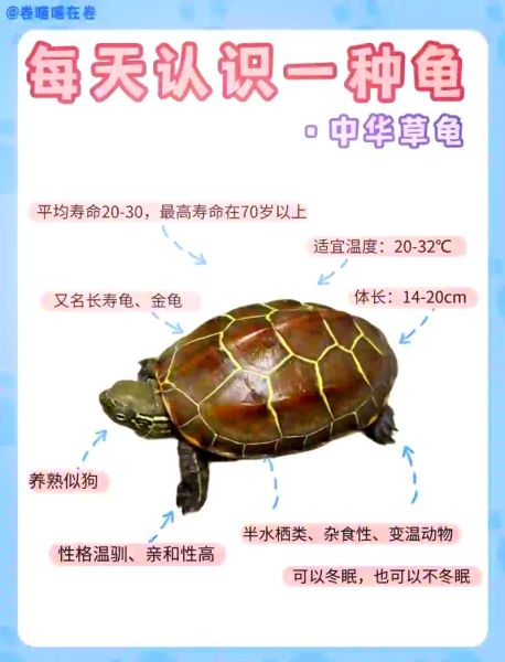 乌龟属于哪种生肖属相（乌龟属于哪个生肖属相）