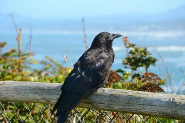 乌鸦生肖属相配对好吗（乌鸦生肖属相配对好吗？吉凶全解析）