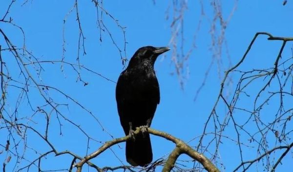 乌鸦生肖属相配对好吗（乌鸦生肖属相配对好吗？吉凶全解析）