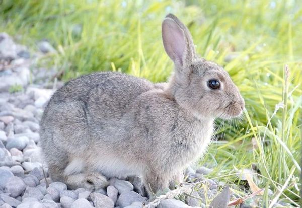 1999年属什么生肖属相（1999年属什么生肖 🐰 最直白讲解）