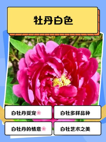 牡丹属相是什么生肖（牡丹属相是什么生肖？小白秒懂🤔）