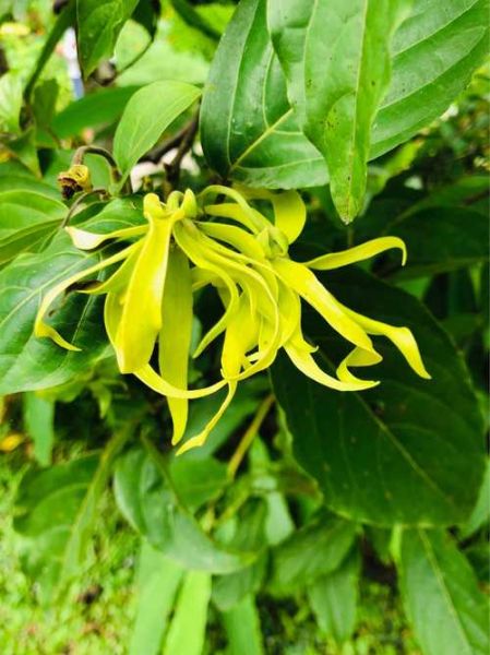 依兰属什么生肖属相（依兰属什么生肖？一看便知）