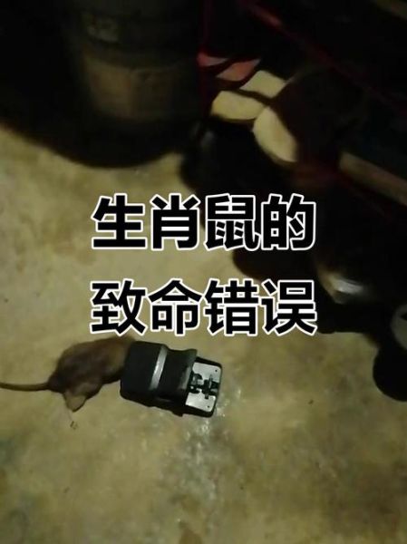 搞错十二生肖属相（为什么有人会搞错自己的生肖🐭）
