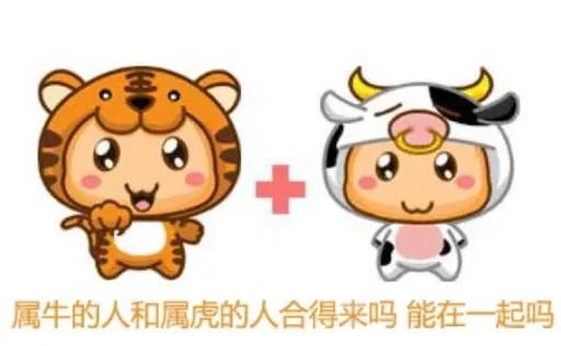 生肖属相男牛女虎（属牛男和属虎女真的相冲吗）