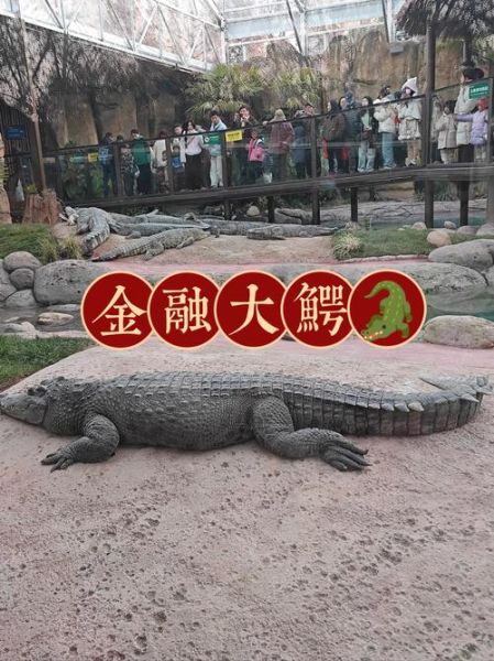 大鳄生肖属相是什么（大鳄生肖属相是什么动物）