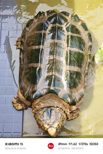 大鳄生肖属相是什么（大鳄生肖属相是什么动物）