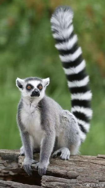 狐猴属什么生肖属相（狐猴属什么生肖？超萌科普来了）